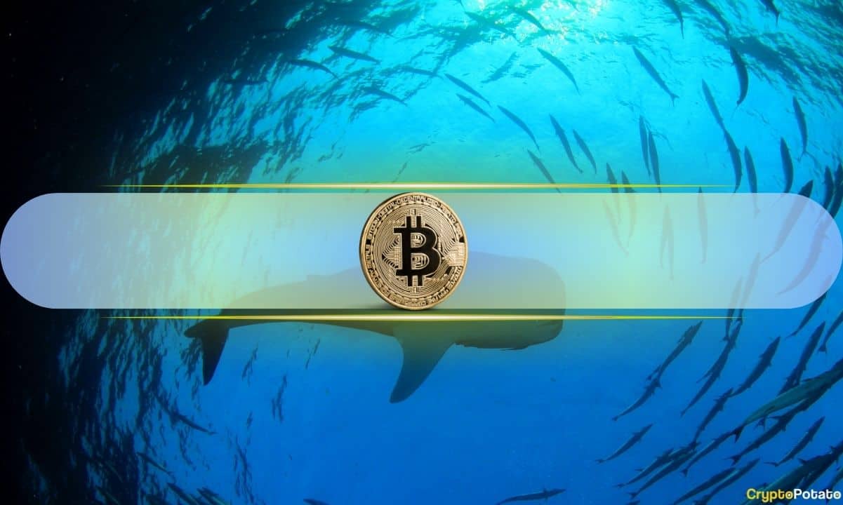 Crypto Whales Have Been Working Hard in the Past Months: Details