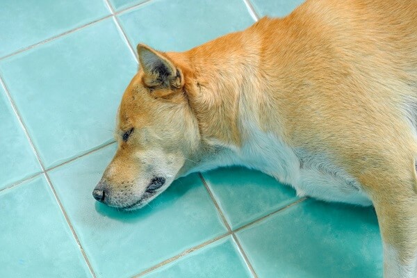 Dogecoin (DOGE) price takes a bow as Shiba Inu Kabosu dies – CoinJournal