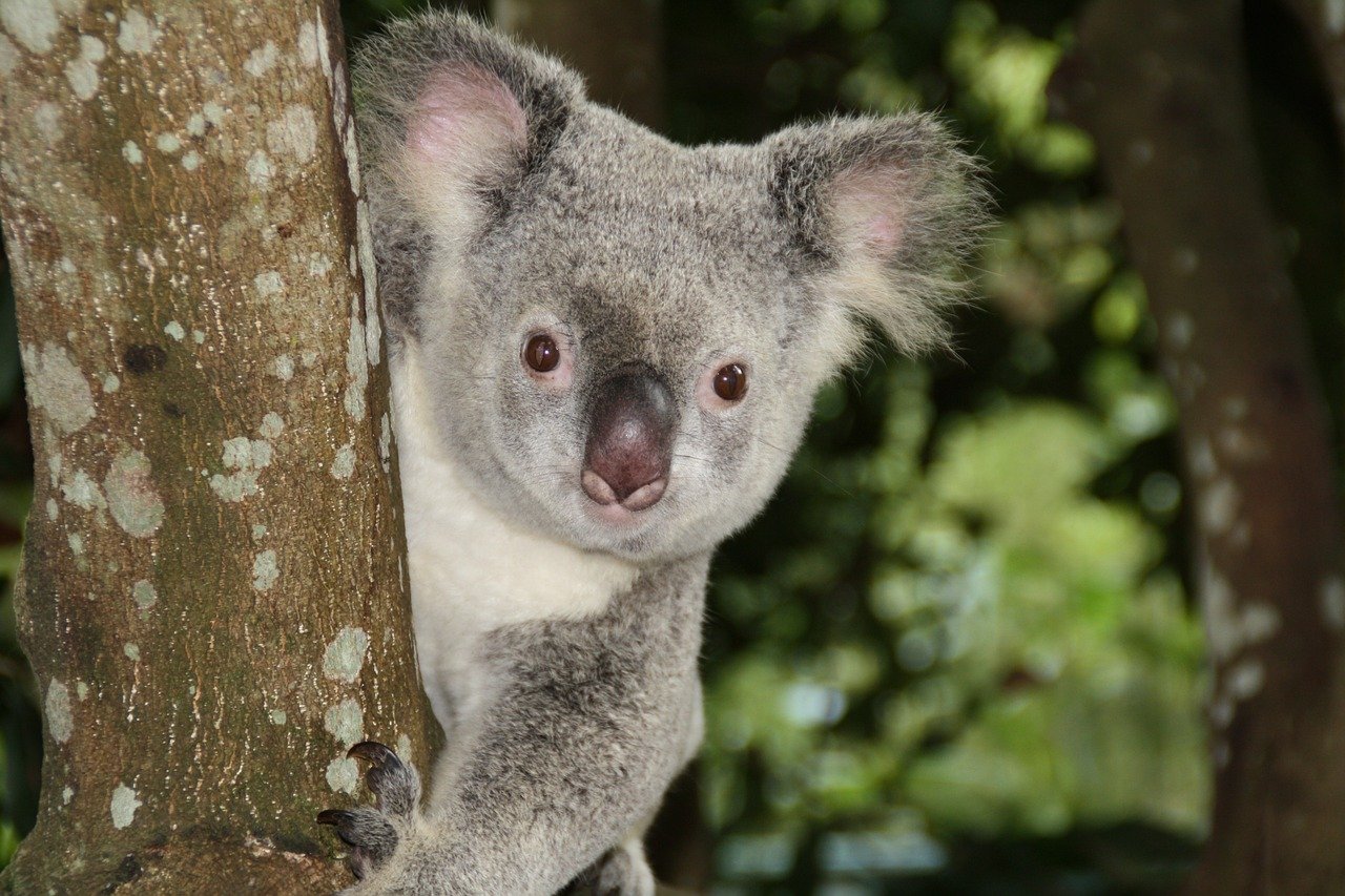 Australian dollar drifting ahead of RBA decision - MarketPulse