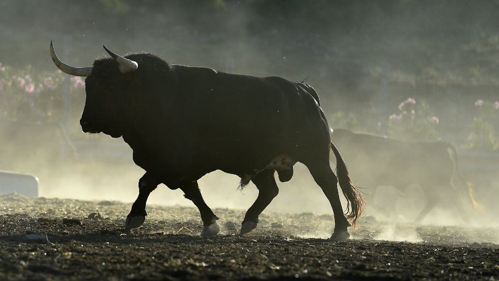 A bull outlined against a field