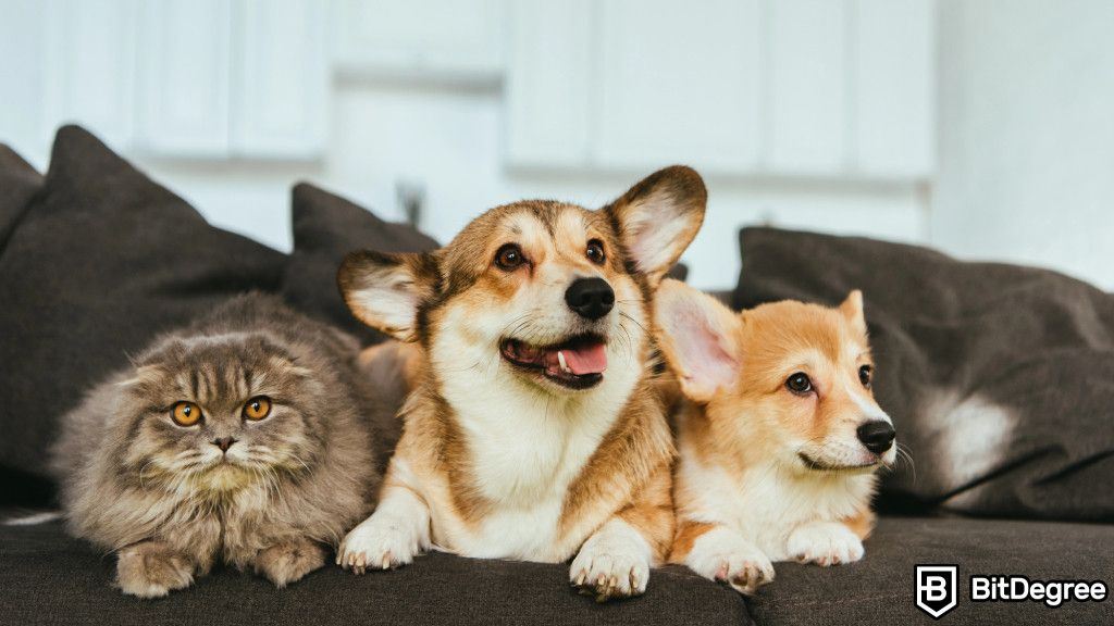 Buterin Donates $500K in Memecoins to Animal Charity