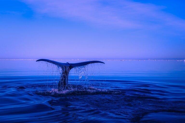 Cryptocurrency Whale Nets $15.5 Million in Little Over a Year Selling Wrapped Bitcoin