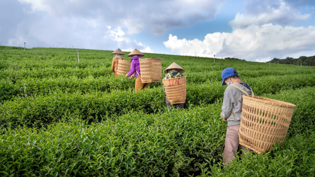 How to do Business Analysis of Tea Producers