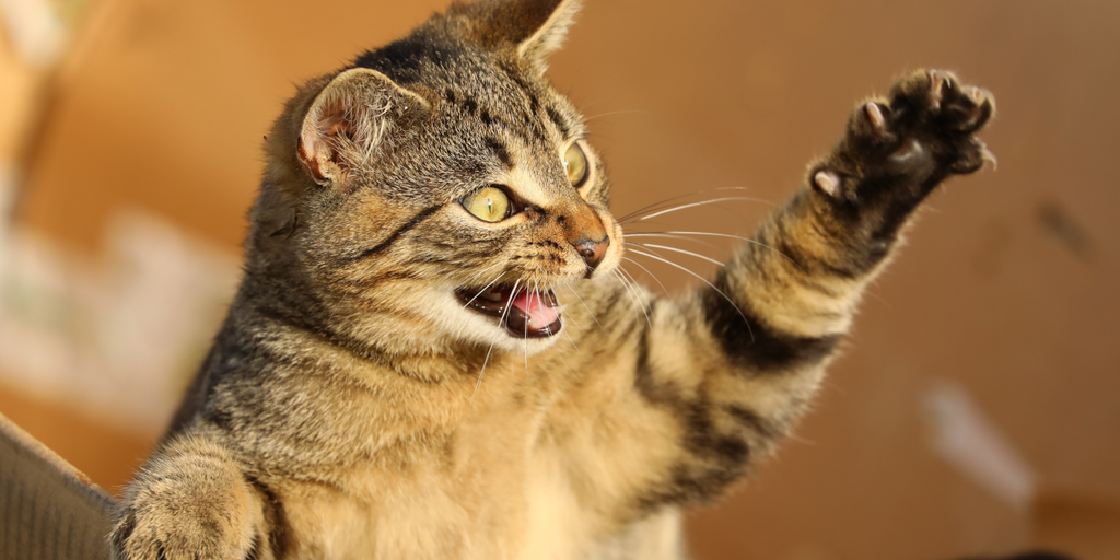 ‘Catizen’ Players Angry After Surprise Changes to Telegram Game Airdrop - Decrypt