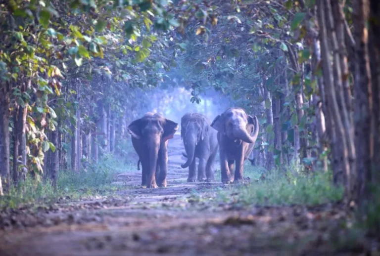Vantara to Offer Sanctuary for Three Rescued African Elephants from Tunisia Zoo - Equitypandit