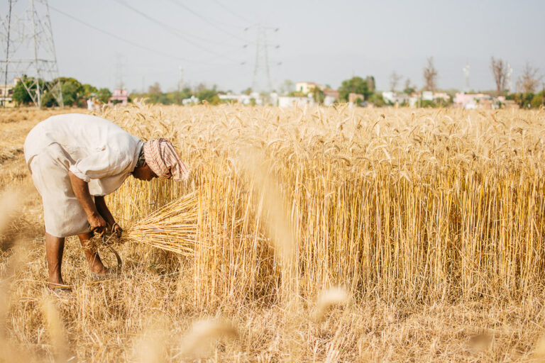 Indian Farmers Switch Crops Amid Rising Temperatures - Equitypandit