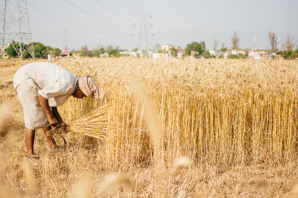 Indian Farmers Switch Crops Amid Rising Temperatures - Equitypandit