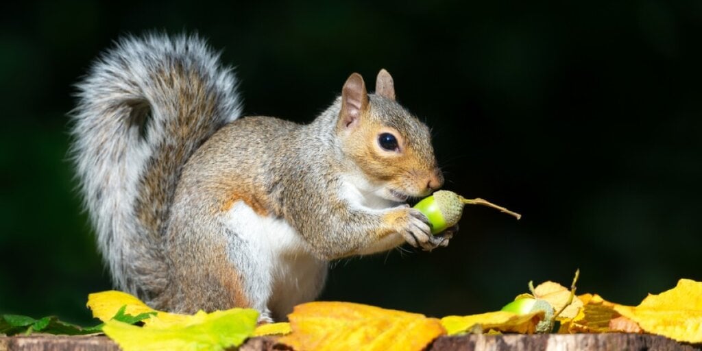 What is Pnut? The Meme Coin Dancing to Elon Musk's Tune - Decrypt