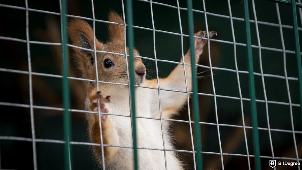 Binance Faces IP Lawsuit Over PNUT Token Trademark