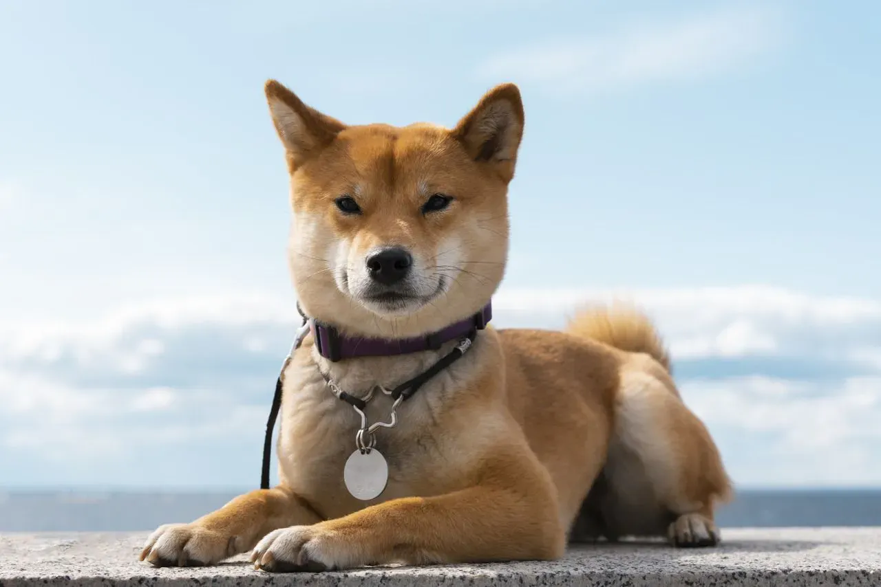 Shiba Inu Kurs steigt über $0.000030 - Warum ist SHIB Coin am steigen?