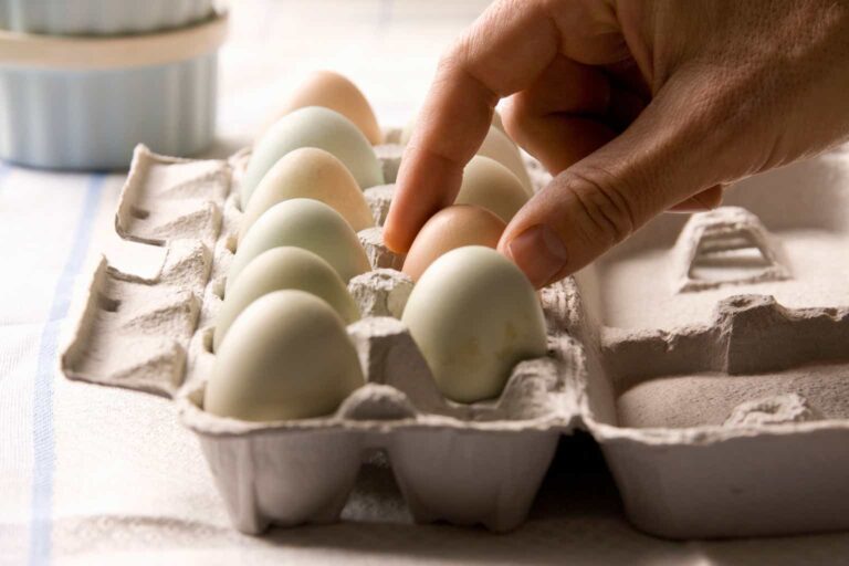 Vital Farms: Hatches Bold Growth Plans (NASDAQ:VITL)