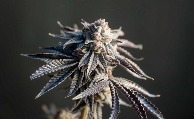 Aurora Cannabis: This Phoenix Has Risen From The Ashes