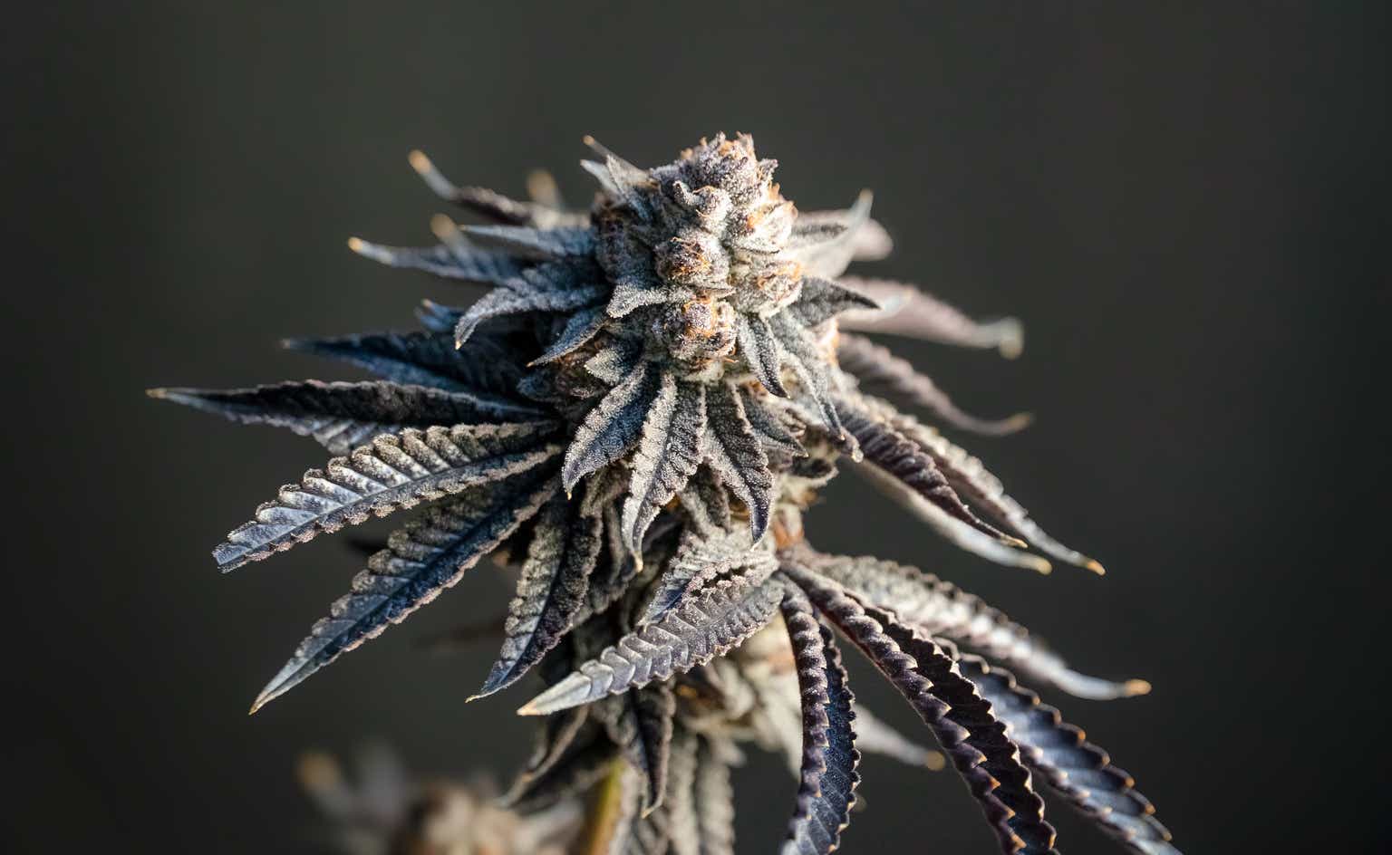 Aurora Cannabis: This Phoenix Has Risen From The Ashes