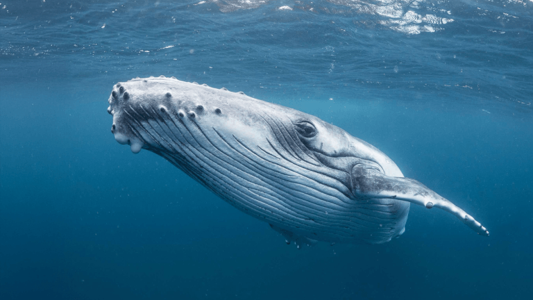 12 Legacy Bitcoin Wallets Move 1,200 BTC After 9 Years of Silence