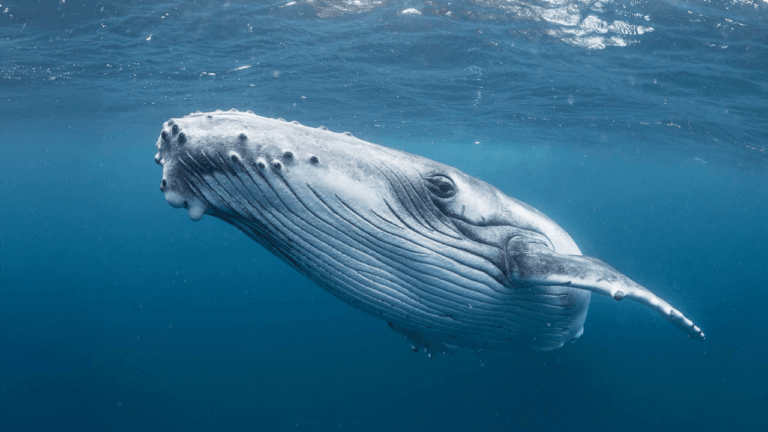 12 Legacy Bitcoin Wallets Move 1,200 BTC After 9 Years of Silence – Crypto News Bitcoin News