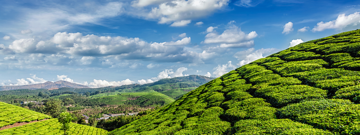India’s Assam province brews blockchain, AI-driven tea auction