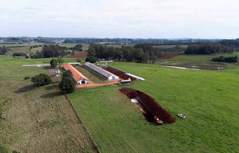 Genetic test to reveal whether Brazil's bird flu case is linked to zoo deaths