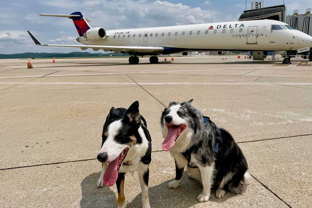 Meet Hercules and Ned, the border collies fending off wildlife at West Virginia’s busiest airport