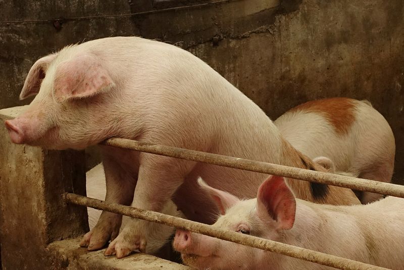 China wants slimmer pigs