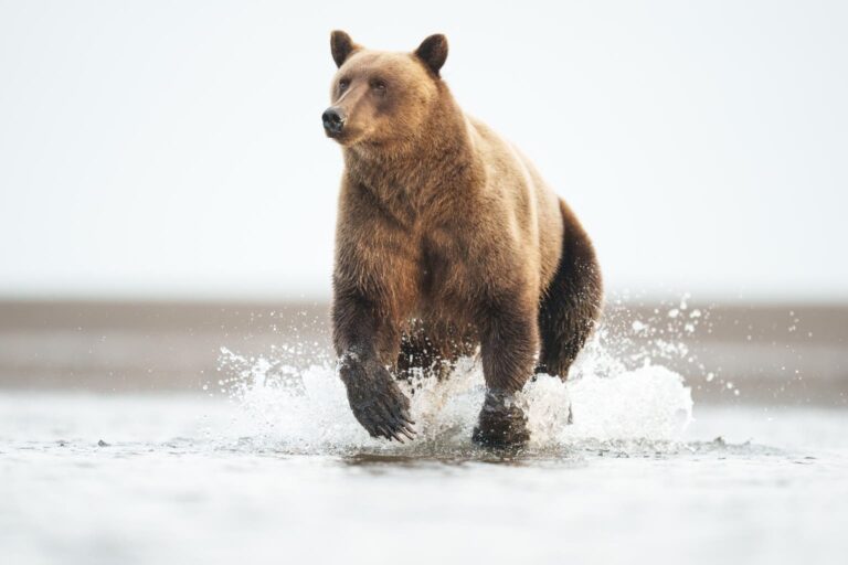 Against The Bearish Tide: Betting Big On BigBear.ai AI (NYSE:BBAI)