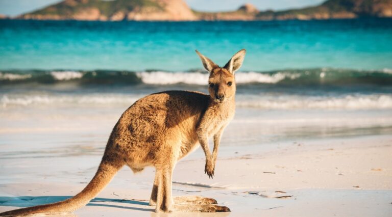 A kangaroo found only in Australia (shutterstock)