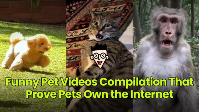 Funny Pet Videos Compilation That Prove Pets Own the Internet