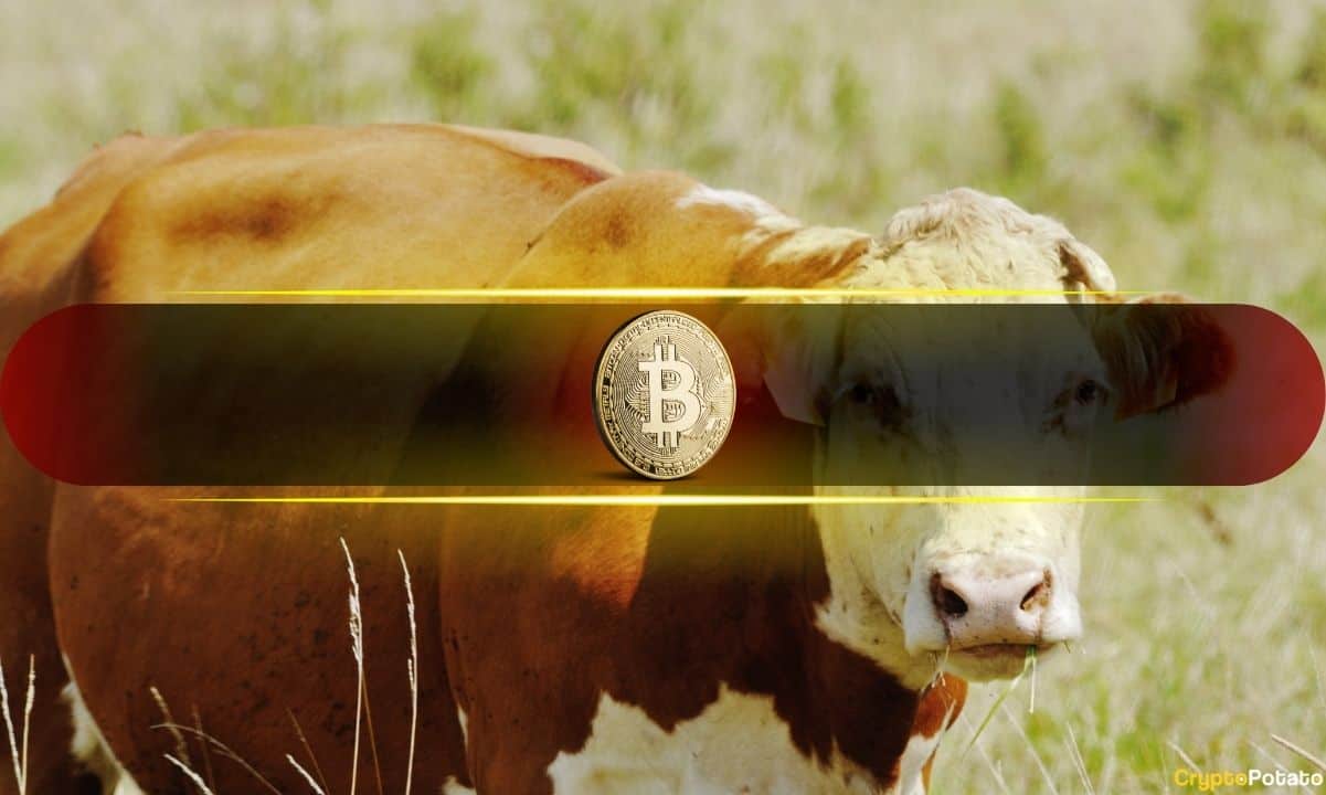 Rising Liquidity Pushes Bitcoin Into Bullish Consolidation - AabeyLLC Crypto