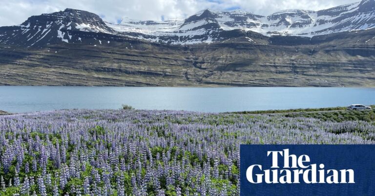 How an invasion of purple flowers made Iceland an Instagram paradise – and caused a biodiversity crisis