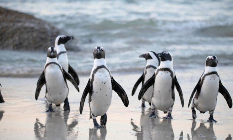 Pudgy Penguins Secures Las Vegas Sphere Spot After Dogwifhat Campaign Fails - AabeyLLC Crypto