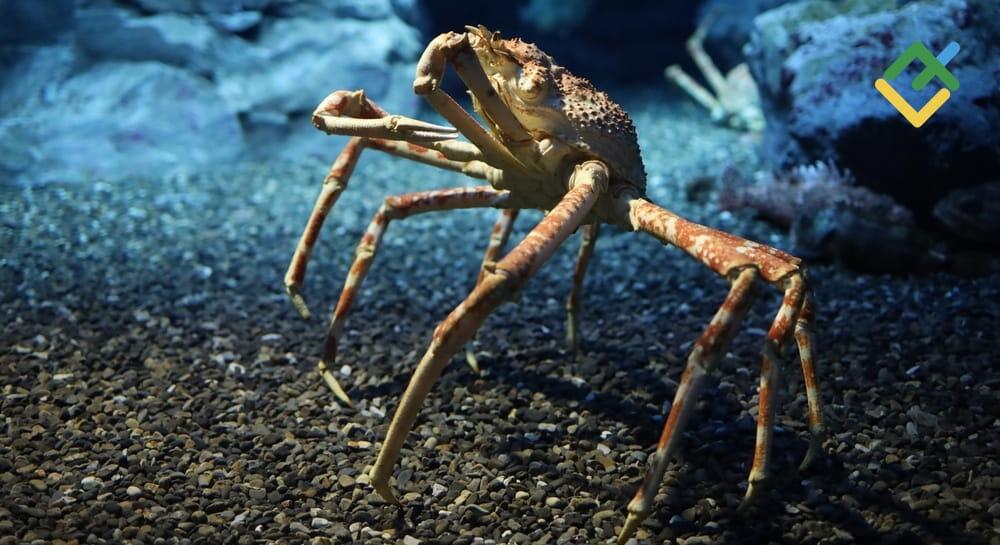 Deep Crab Harmonic Pattern Trading Guide | LiteFinance