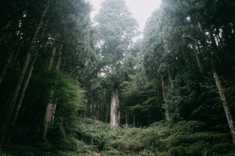 Here Passes the Buck - Fat Tail Daily