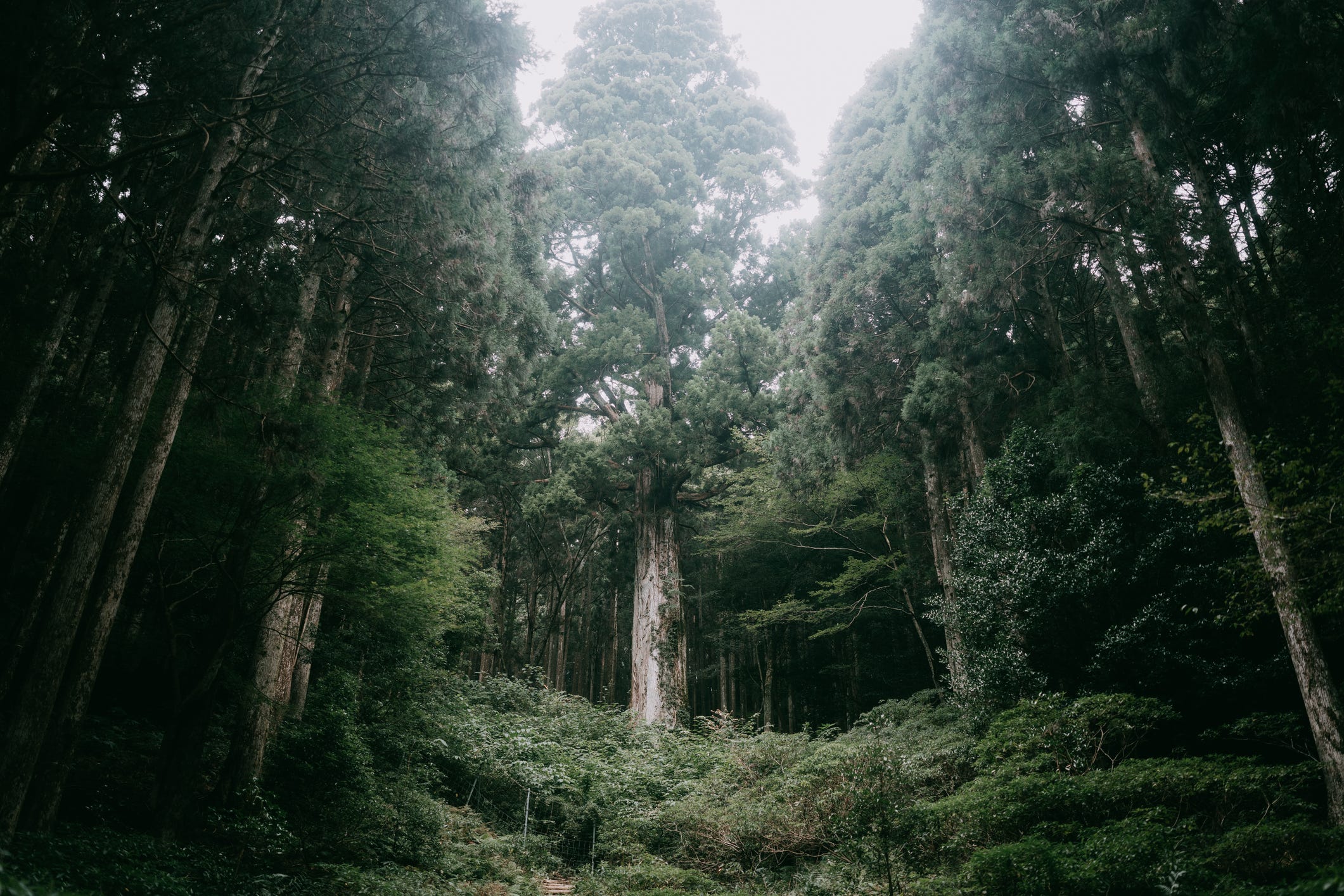 Here Passes the Buck - Fat Tail Daily