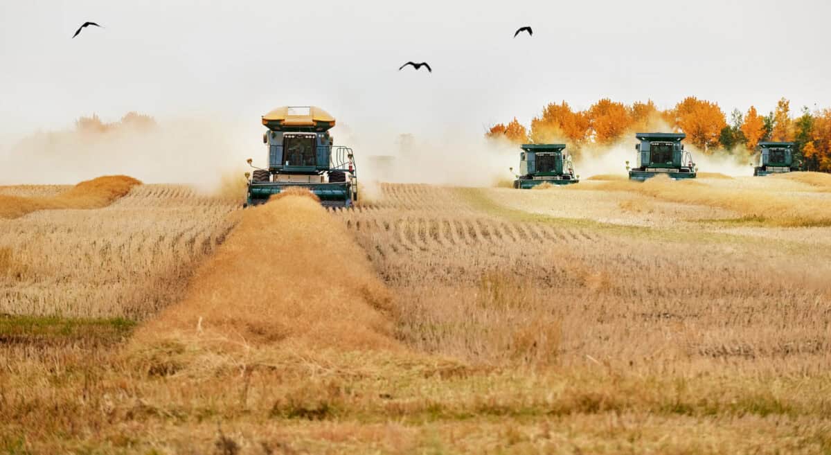 combine machine works the farm harvest