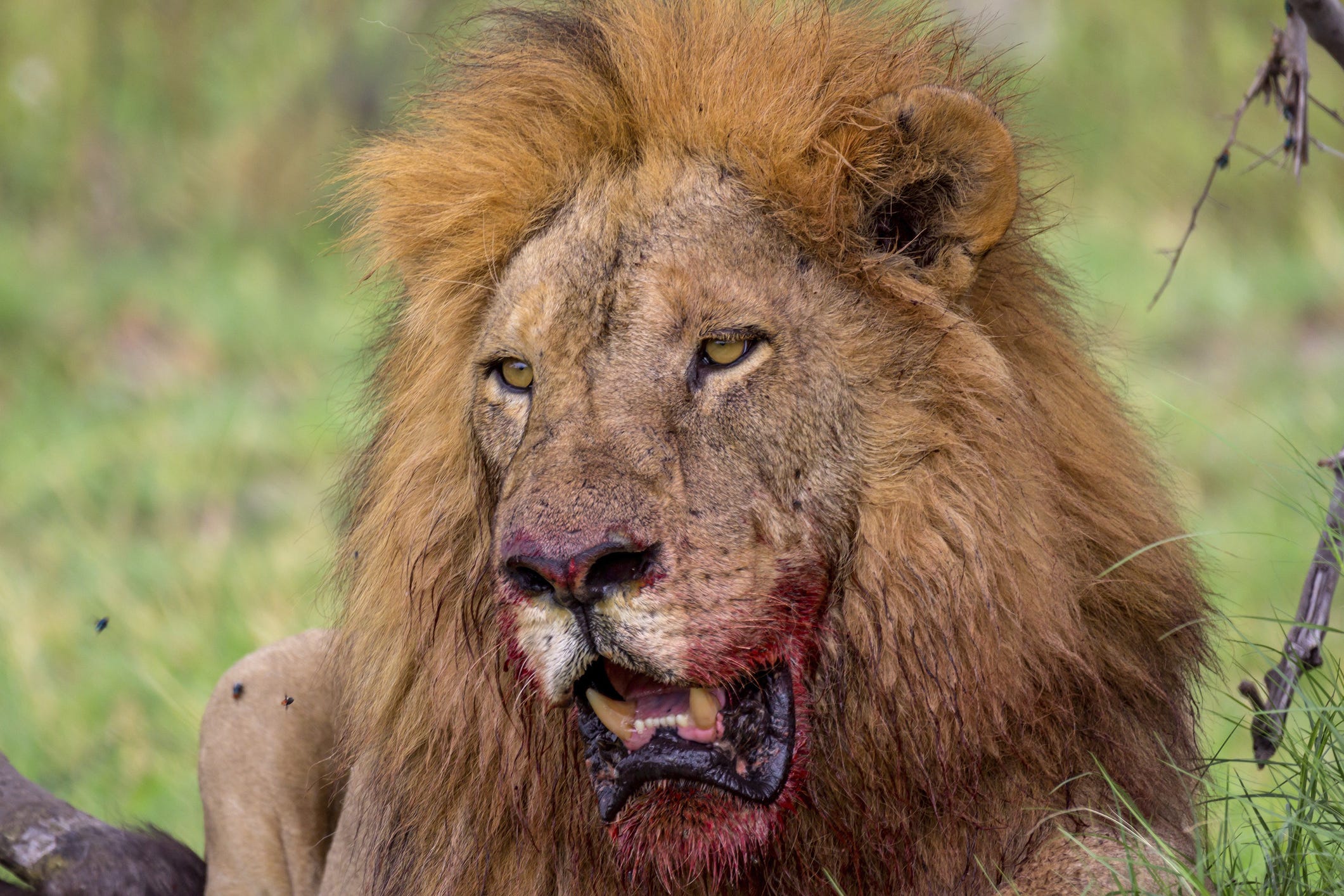 Red in tooth and claw - Fat Tail Daily