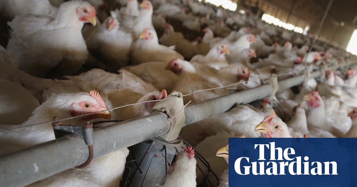 UK looked at ways to ‘open doors’ to US chlorinated chicken, FoI request shows