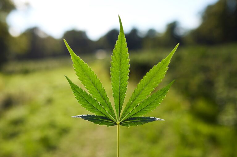 Village Farms International Deserves To Be Higher (NASDAQ:VFF)