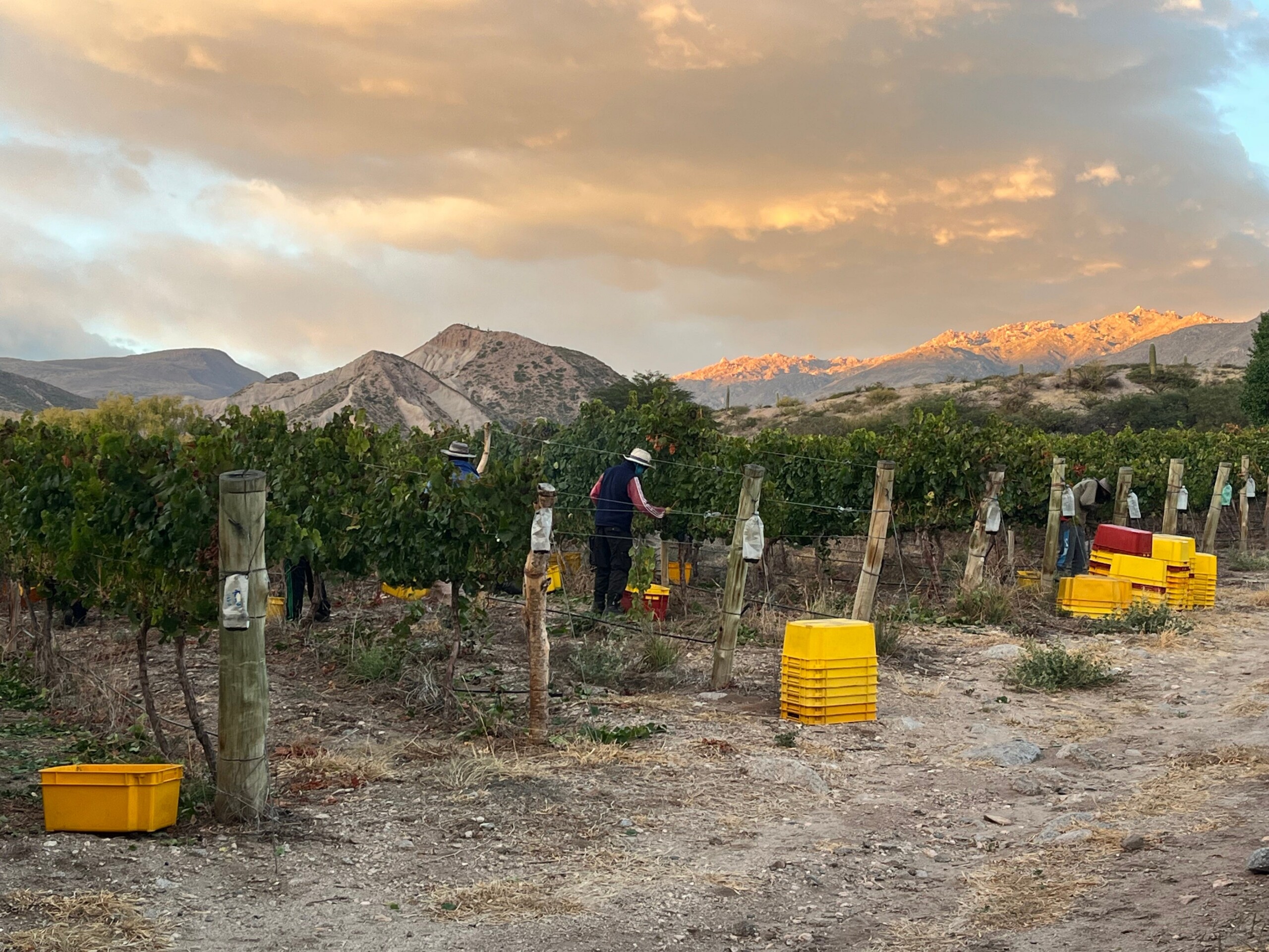 The Drought Tried to Stop it - Fat Tail Daily
